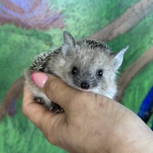 Dalila