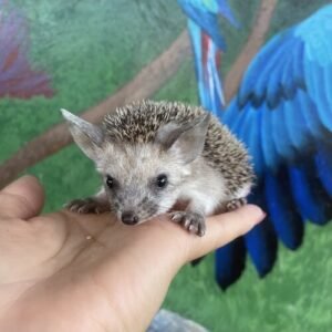 Freda