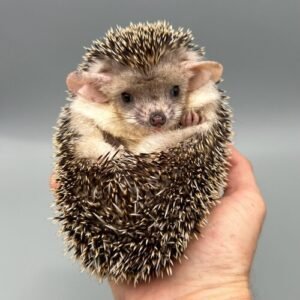Siggy