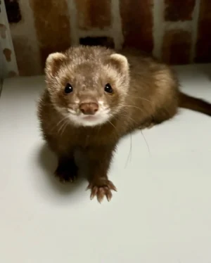 Bandit (1) Bandit