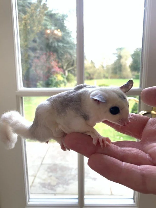 exotic pet home (28)
