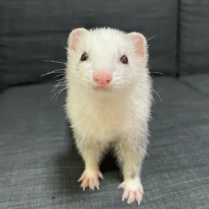 Kevin