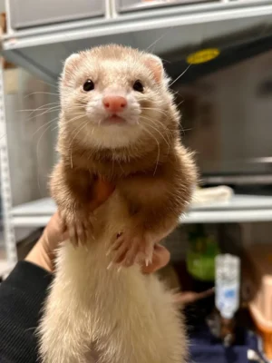 ferrets for sale in new jersey