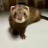 Bandit
