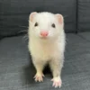 Kevin