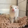Kevin