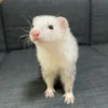 Kevin