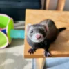 mikey (2) Mikey