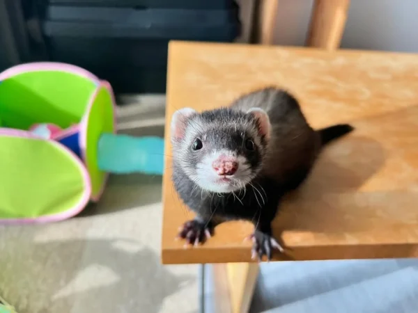 mikey (2) Mikey