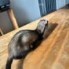 mikey (4) Mikey